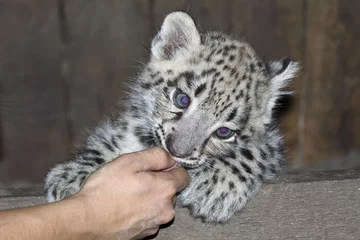 Gordijnen Snow leopard (Uncia uncia) cub © belizar