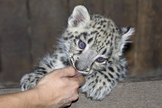 Snow leopard (Uncia uncia) cub