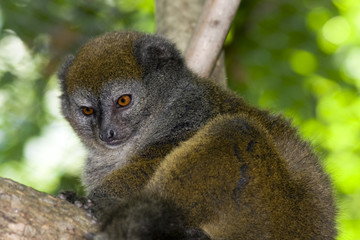 Lac Alaotra gentle lemur (Hapalemur alaotrensis)