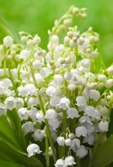 Wall murals Lily of the valley Maiglöckchen - Lily of the Valley