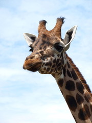 GIRAFFE PROFILE HEAD SHOT