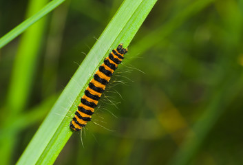 Tiny orange caterpillar with black stripes