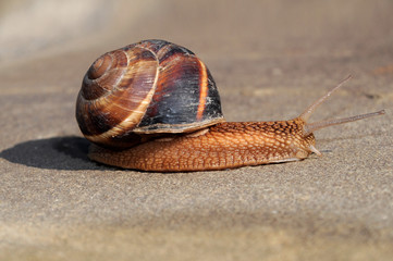 Helix pomatia (Burgundy snail)