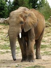 Fototapeta na wymiar éléphant