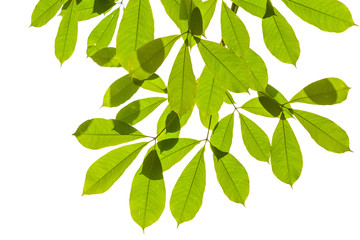 Fototapeta na wymiar Isolated green leaf on white background with clipping path