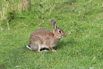 Fototapeta premium Hare