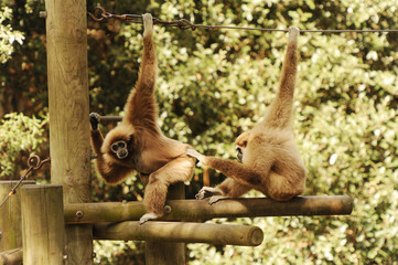 Naklejka premium couple gibbon