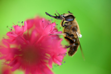 bee washing itself