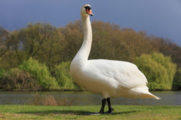 Schwan-8504b1