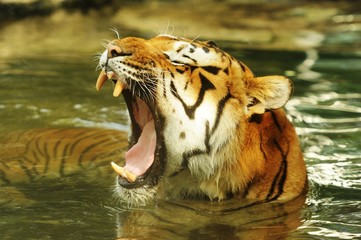 tigre © AUFORT Jérome