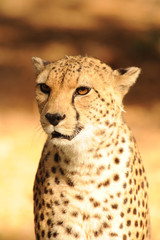 guépard