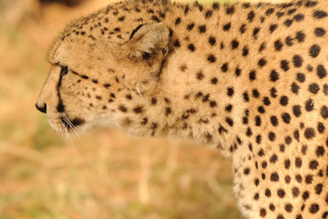 guépard