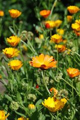 Large Orange Daisys