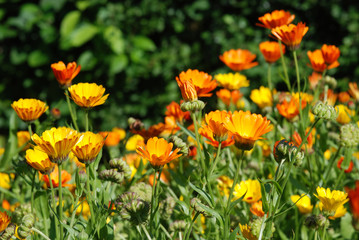 Large Orange Daisys