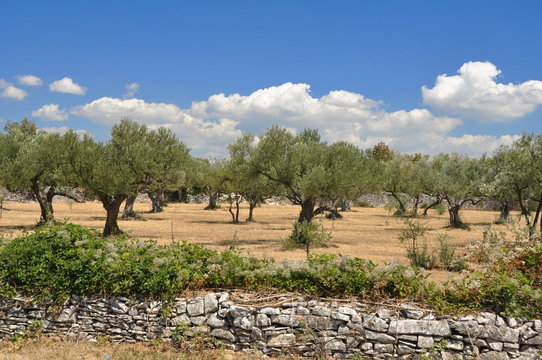Olivenhain an einer Steinmauer in Istrien
