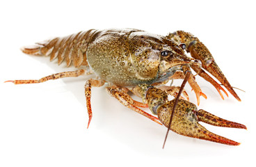 green crawfish isolated on white close-up