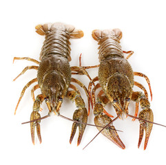 Alive crayfishes isolated on white close-up