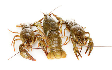 Alive crayfishes isolated on white background