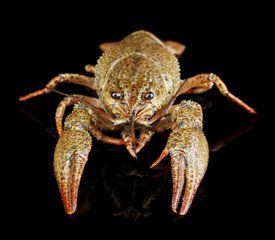 Alive crayfish isolated on black