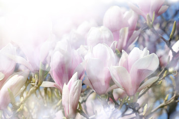 fond floral de printemps magnolia