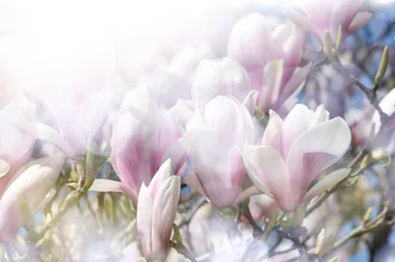 Papier Peint photo Lavable Magnolia fond floral de printemps magnolia