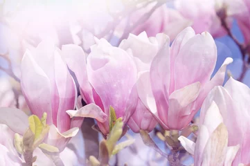 Crédence de cuisine en verre imprimé Magnolia fond floral de magnolia