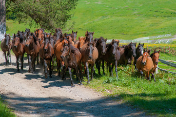 Large herd of horses running on a meadow