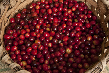 Harvested Coffee Beans , Boquete, Chiriqui highlands, Panama, Central America