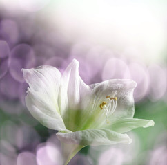 Fototapeta na wymiar lily i słońce światło bokeh