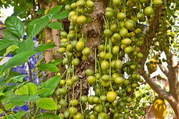 Green Burmese grape on tree