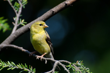 Female American Goldfinch Perched in a Tree