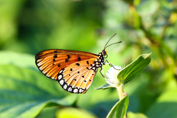 A butterfly resting on  flower