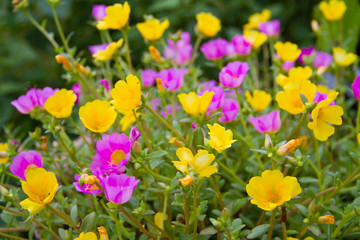 Obraz premium Portulaca flowers