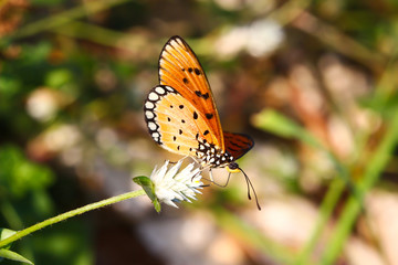 A butterfly resting on  flower