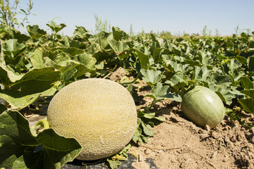 Farm