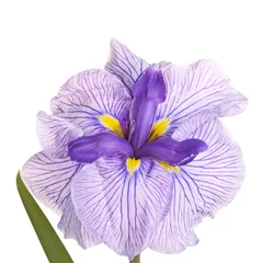Foto auf Acrylglas Lila, weiße und gelbe Blume einer japanischen Iris © sbgoodwin