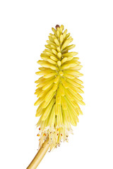 Short stem with bright yellow flowers of Kniphofia