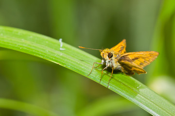 skipper butterfly