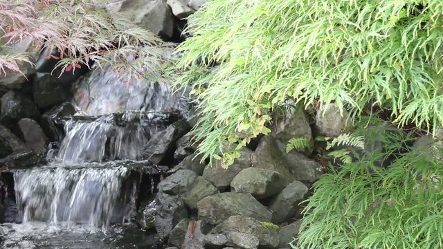 Waterfall with Maple Trees and Ferns in Zen Garden