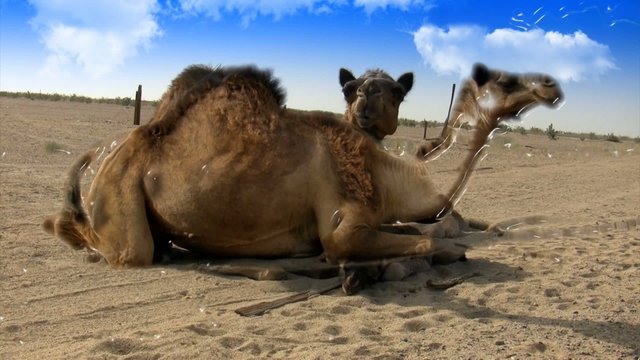 female Camel with her son and amazing transitions