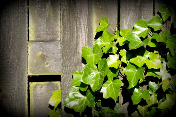 Green Ivy leaves over old plank as background