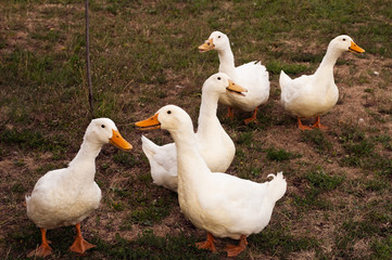white ducks