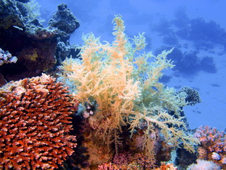 Soft coral, Red sea, Dahab