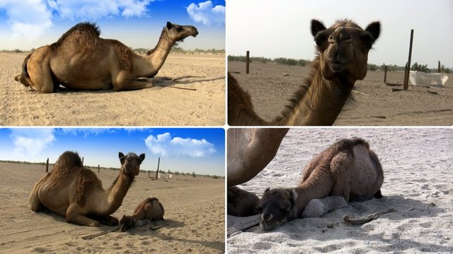 female Camel and her son from Different viewing angles