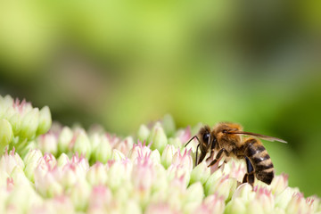 bee on pink and white flower