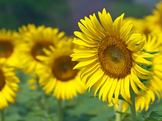 Sunflower field