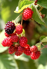 Blackberries  in the garden