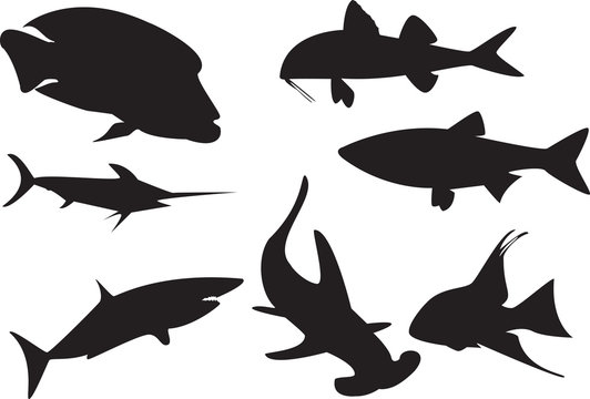 silhouettes of fish