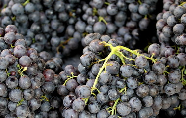 Black grapes background