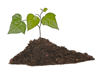 seedling growing from soil